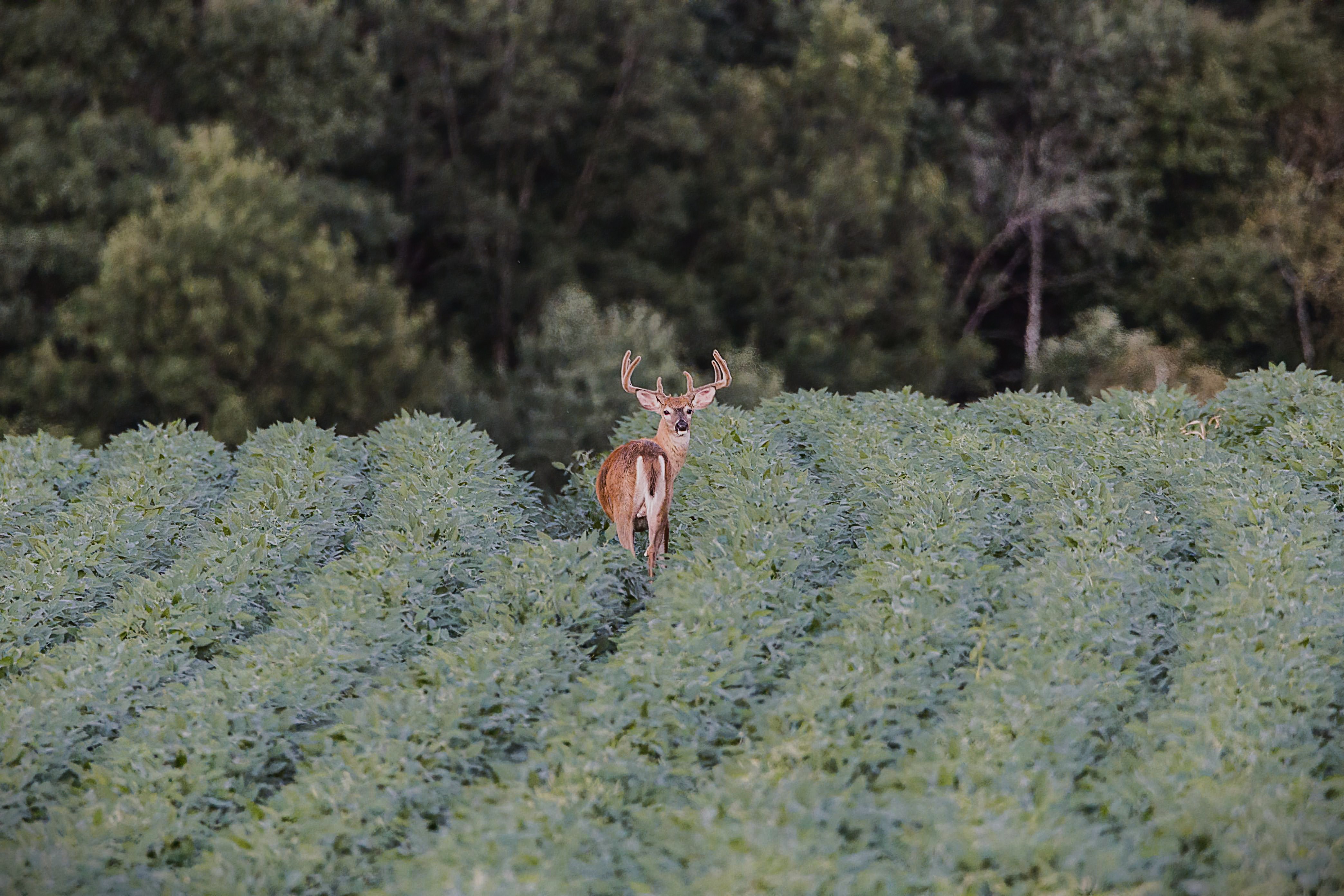 Whitetail feeding in a misty food plot at first light