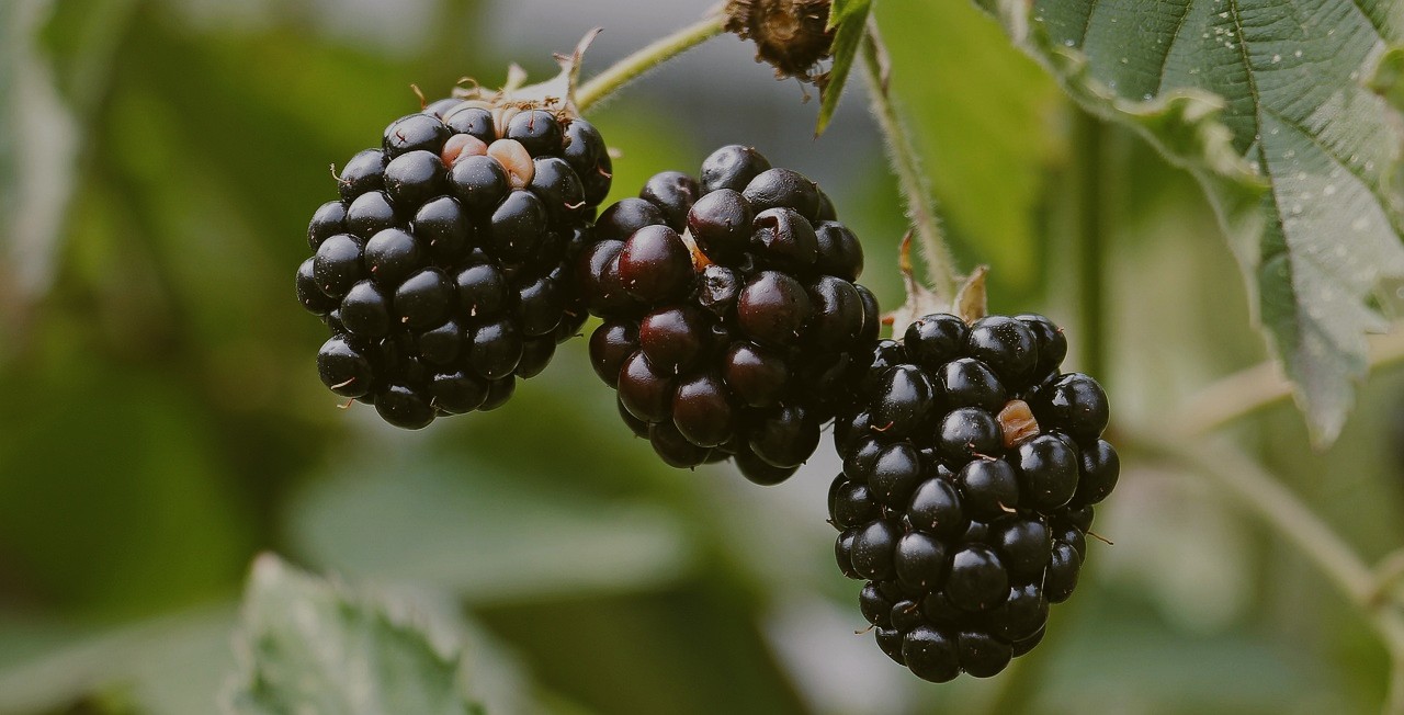 Berries on a branch that whitetail deer like to eat