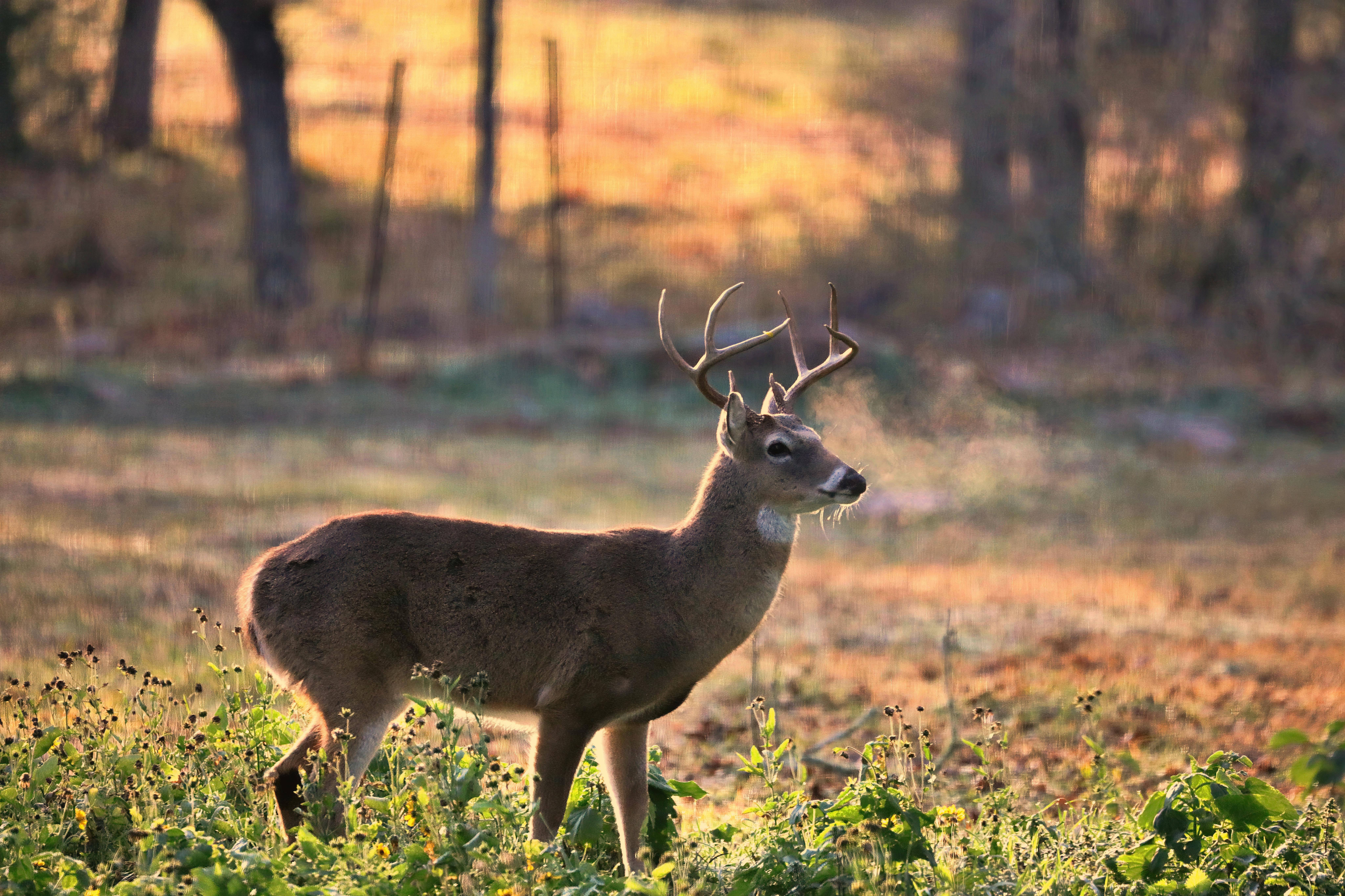 Broadside whitetail buck demonstrating the perfect shot for bowhunters