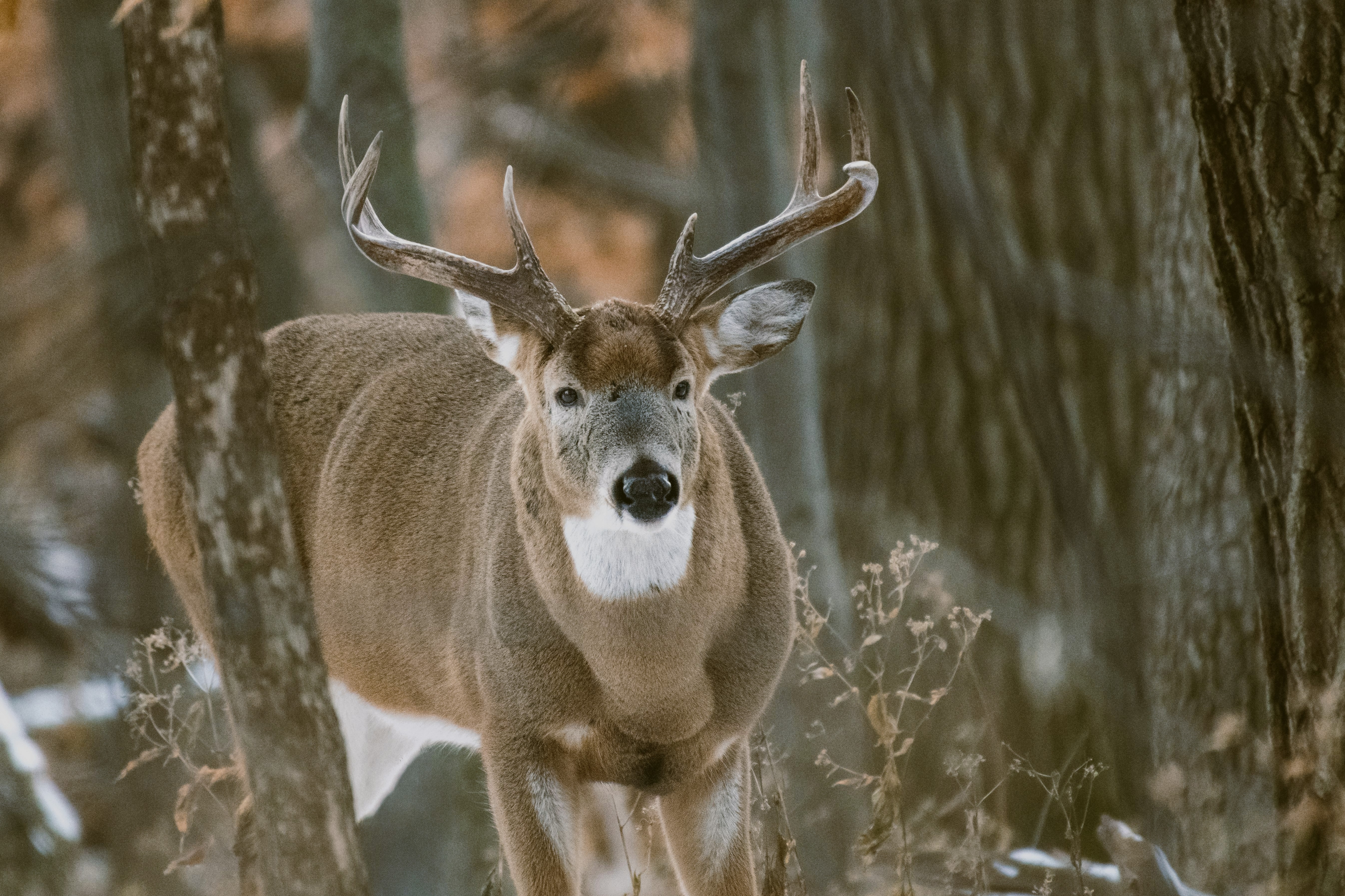 Whitetail directly under treestand showing how vitals narrow vertically