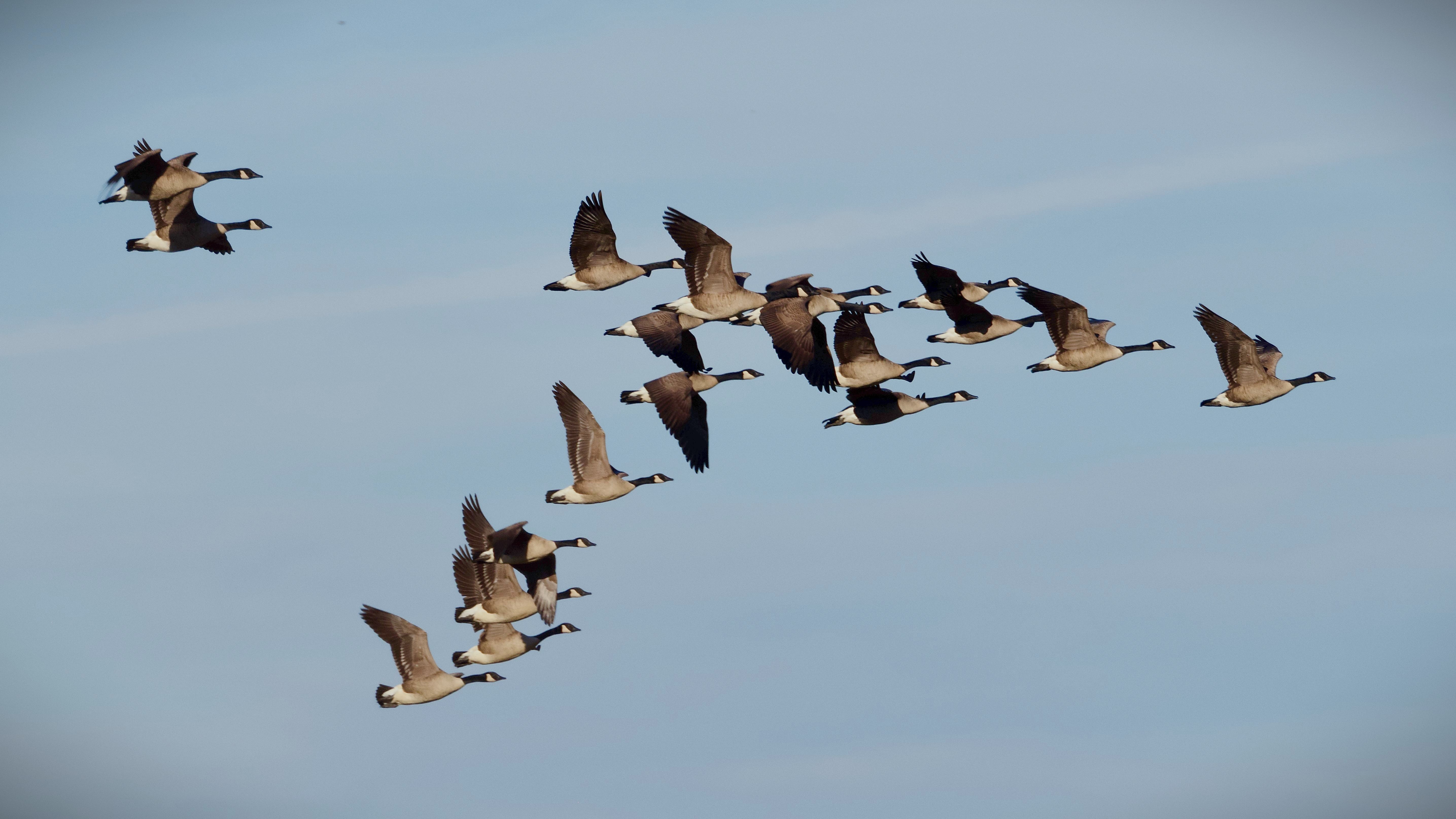 Flock of Canada geese flying in a V formation during migration