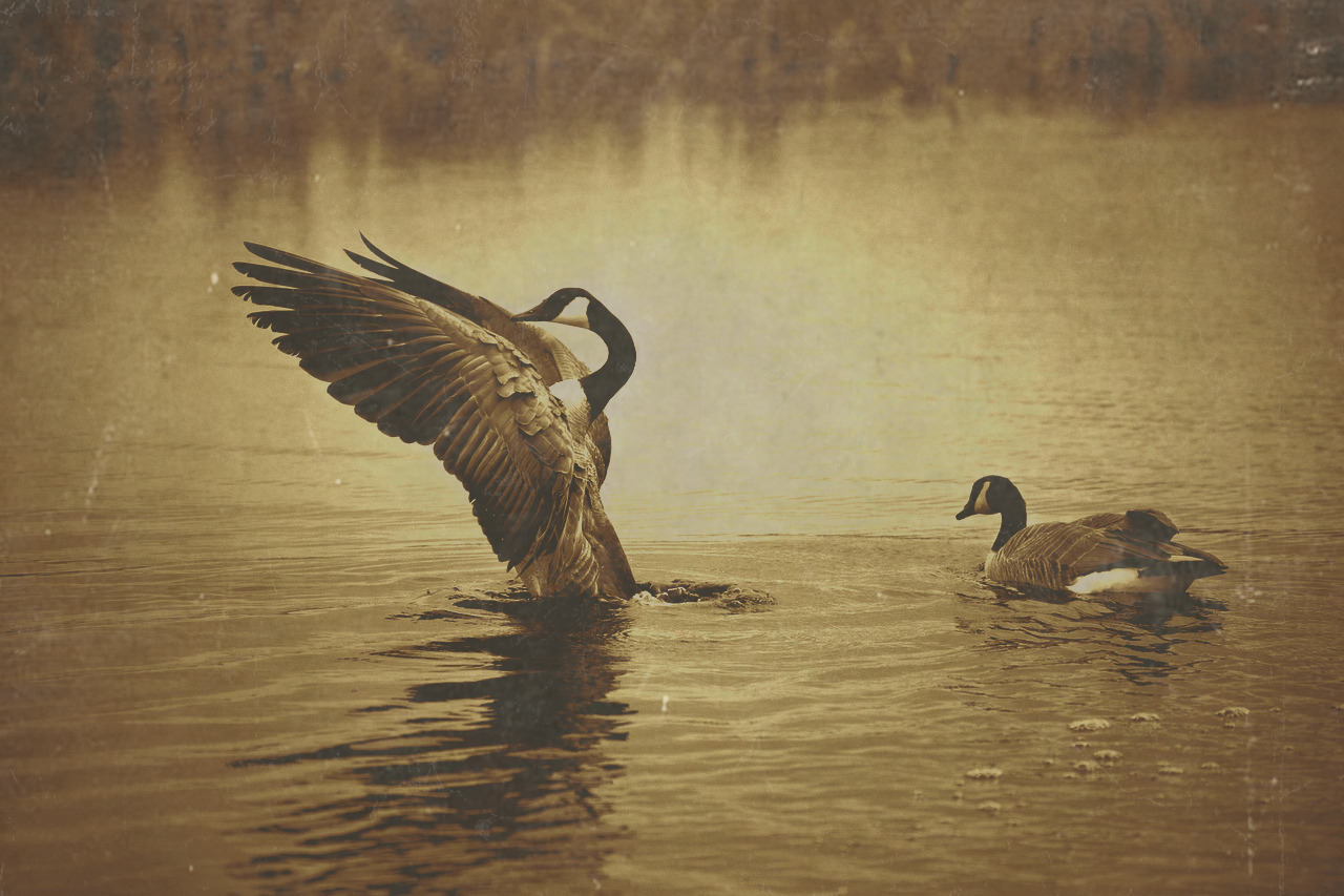 Flock of Canada geese flying across a golden sky during migration