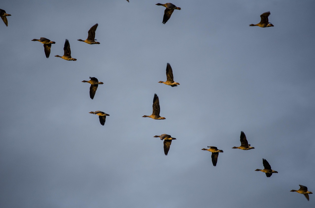 Migrating geese calling as they move across the sky toward feeding areas