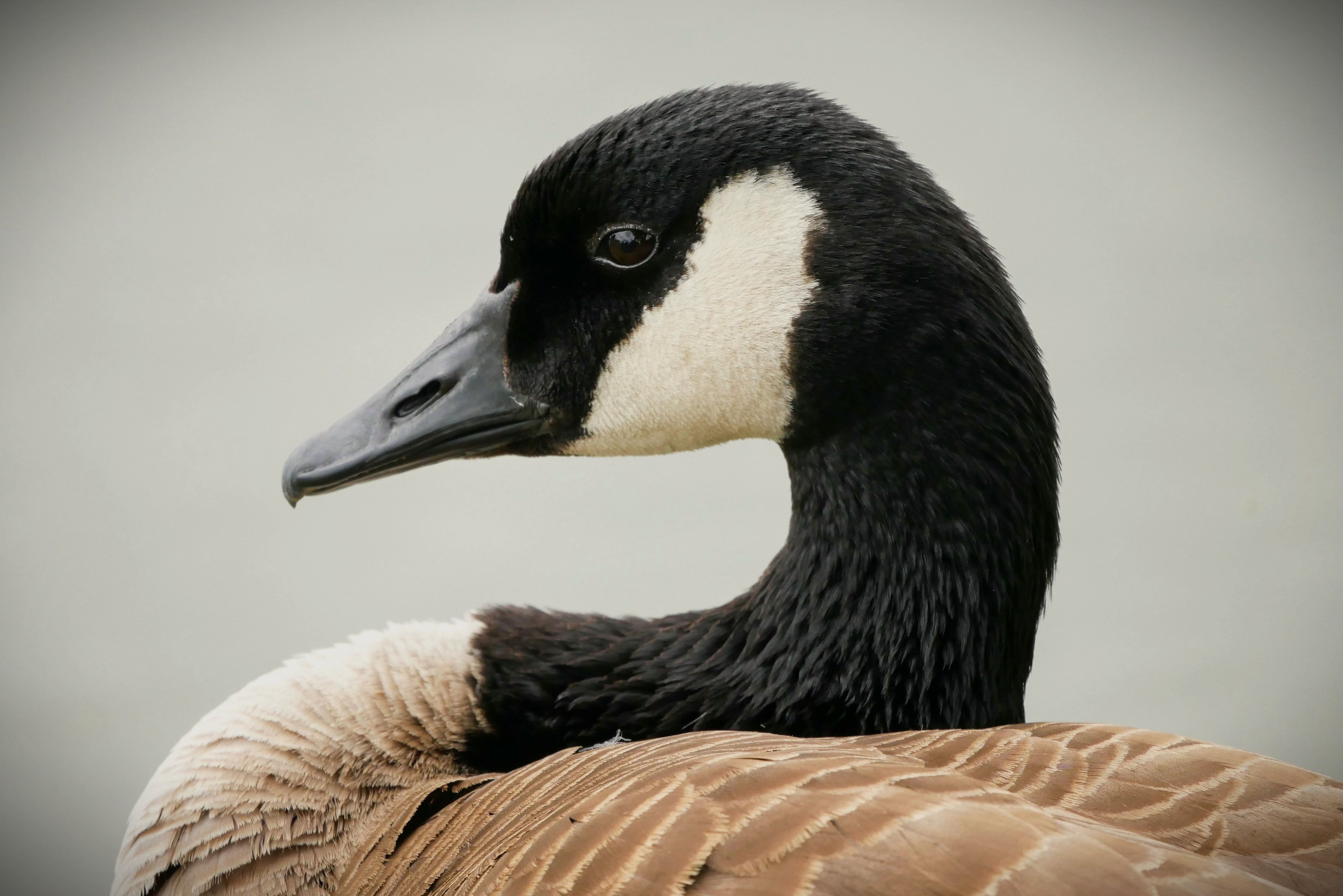 Canada goose standing near water, representing the long history of waterfowl hunting