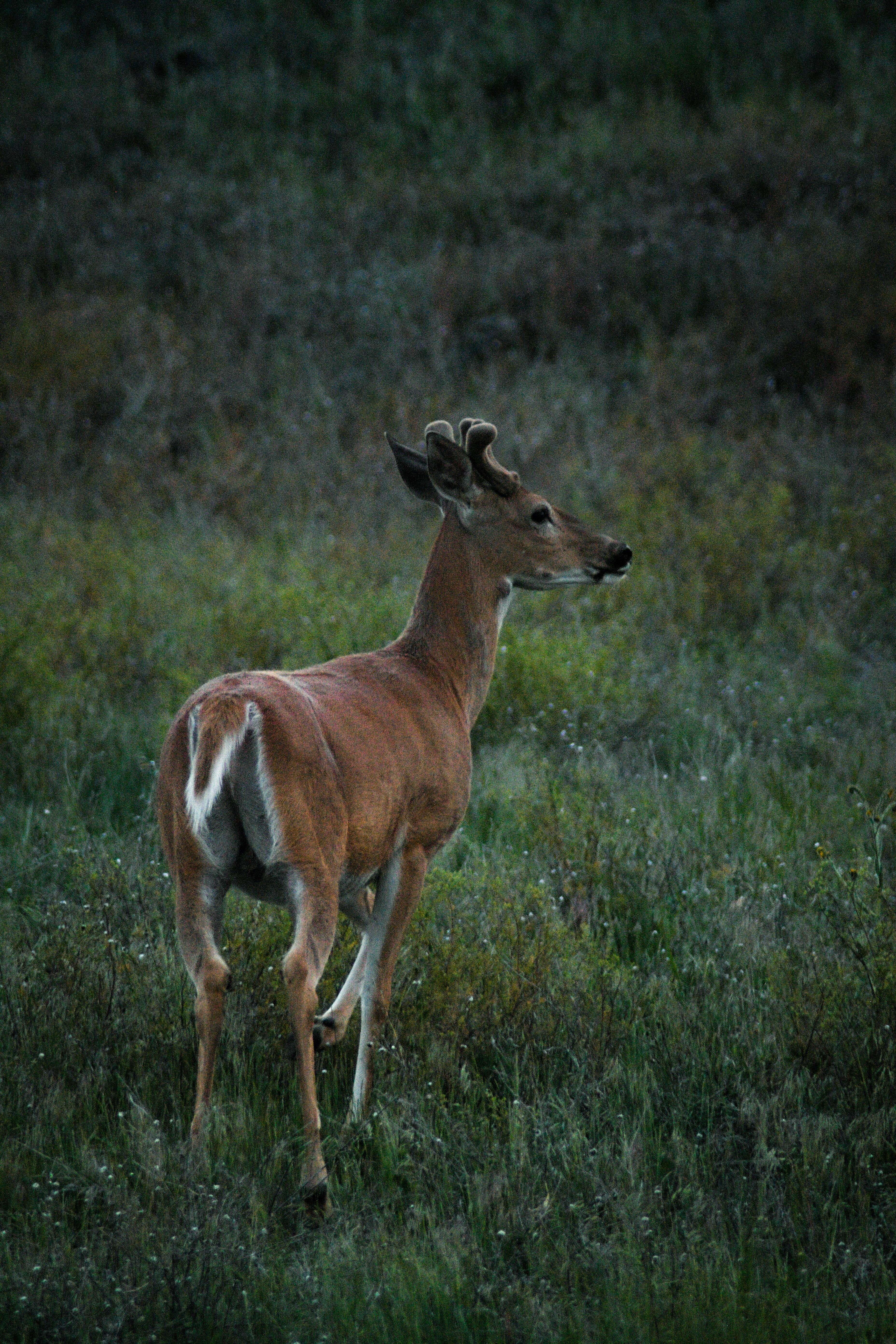 Whitetail quartering away with ideal aim point marked