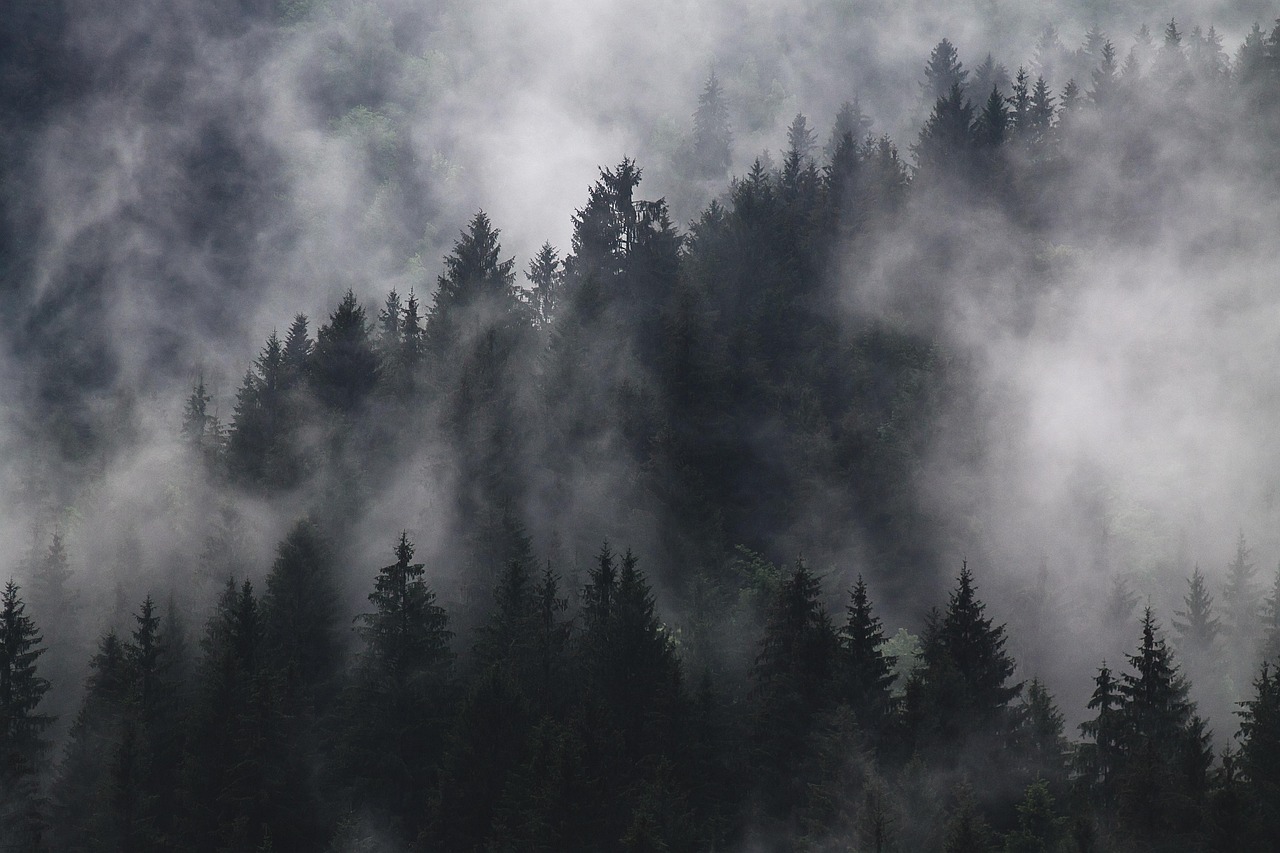 Whitetail deer on a wooded ridge with morning fog and rising thermals